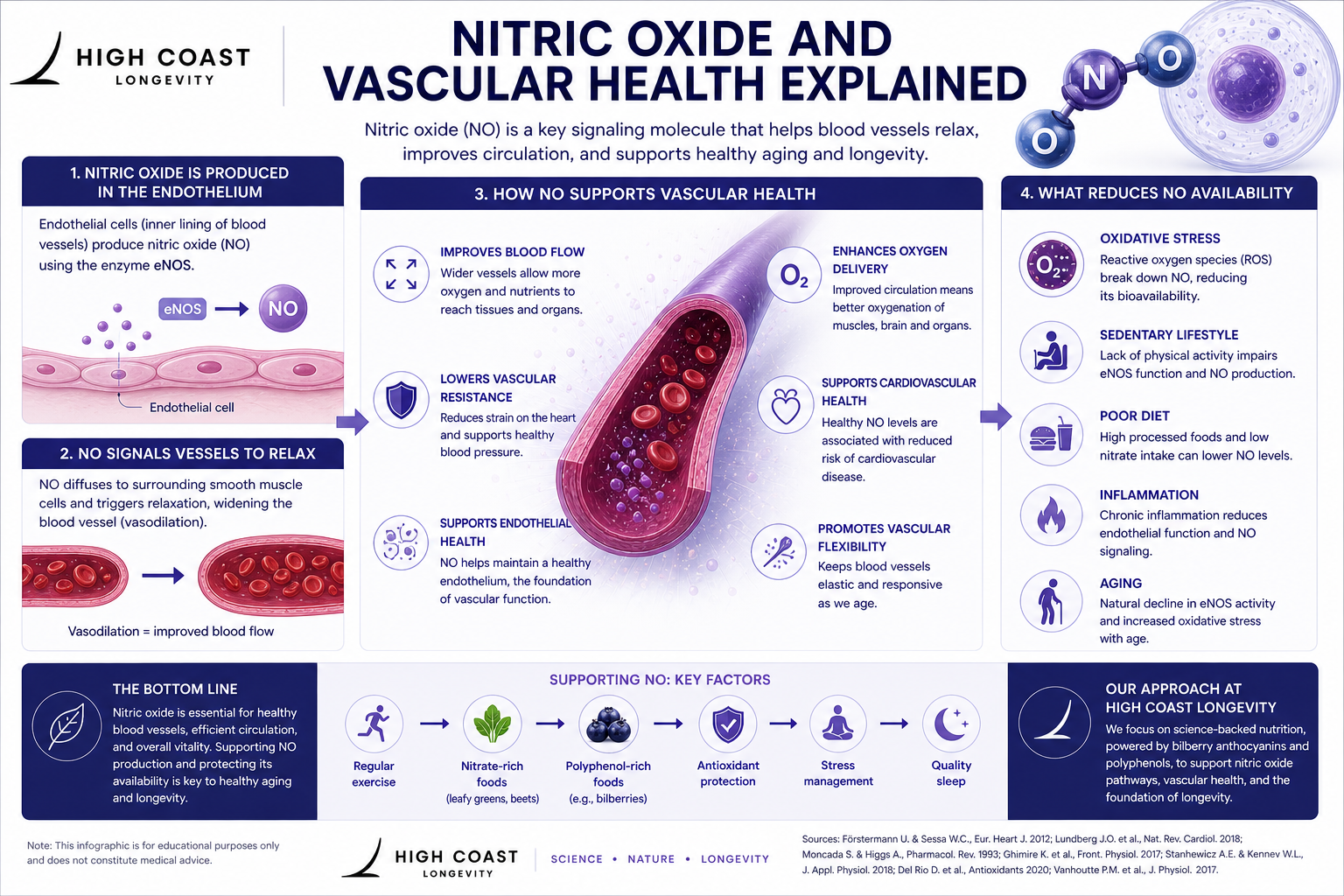 Infographic, Nitric Oxide and Vascular Health Explained