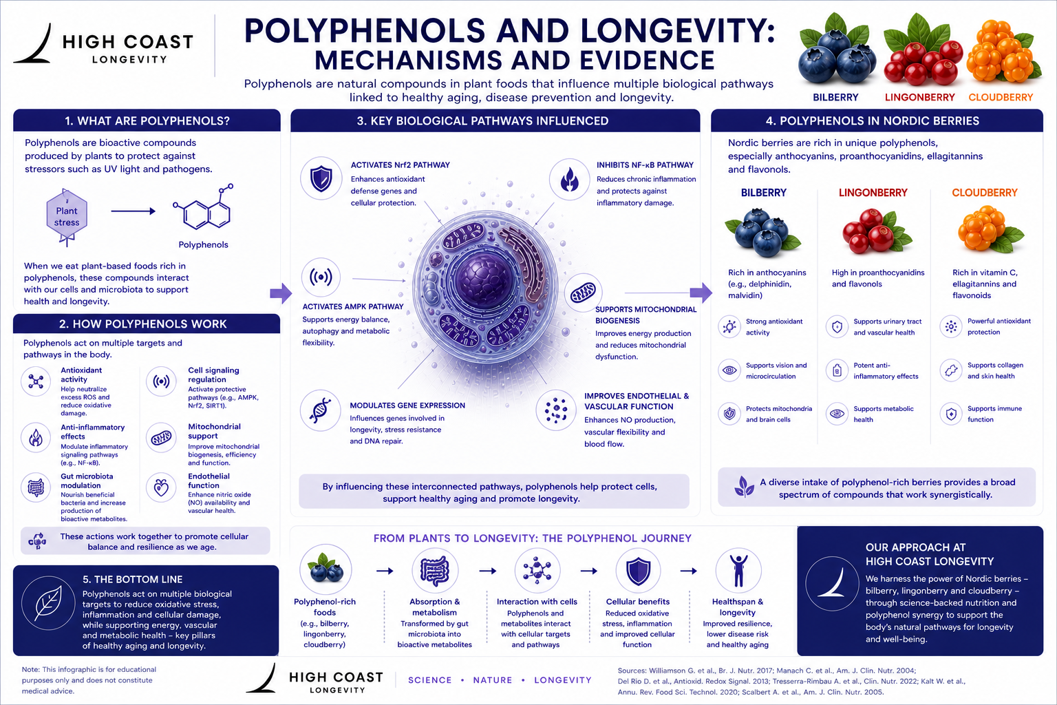 Infographic, Polyphenols and Longevity Mechanisms and Evidence